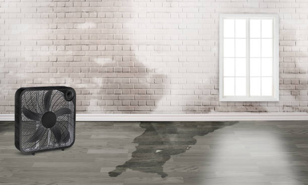 Best Water damage cleanup near me  in Ballville, OH